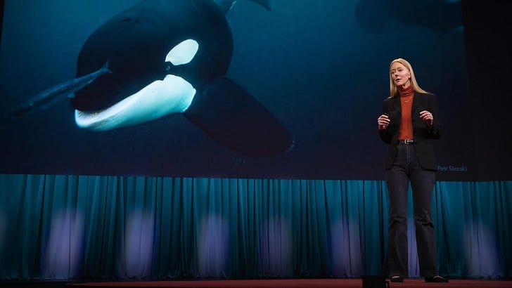 5 Things: let's (ted) talk about it